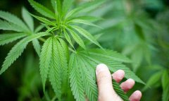 种植毒品多少株为犯罪？